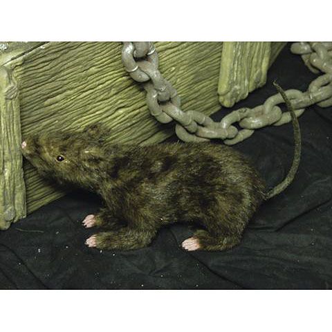  Rat 1